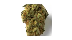 A Blackout Bobby Cannabis bud from Ganjacy.com
