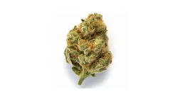 A Dracula Cannabis bud from Ganjacy.com