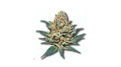 Example of King Juice cannabis available for order on Ganjacy.com