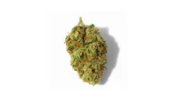 A Lemon Orange Cannabis bud from Ganjacy.com