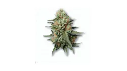 An MK Ultra Cannabis bud from Ganjacy.com
