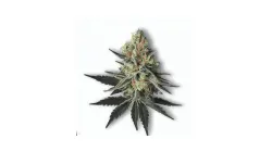 A Markle Sparkle Cannabis bud from Ganjacy.com