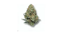 An OG Kush Cannabis bud from Ganjacy.com