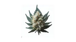 Example of Persian Pie cannabis available for order on Ganjacy.com