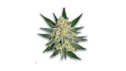 Example of Pineapple Express cannabis available for order on Ganjacy.com