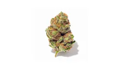 A Purple Punch Cannabis bud from Ganjacy.com