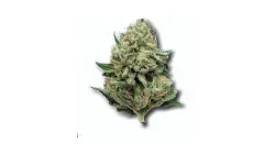 Example of White Widow cannabis available for order on Ganjacy.com