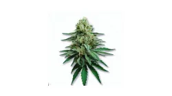 Picture of an Iced Apple Cannabis bud from Ganjacy.com