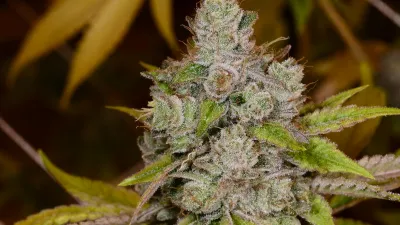 Gorilla Glue on Ganjacy.com