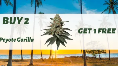 A promo banner with a sunset beach view background, displaying a Peyote Gorilla cannabis bud, and the text "Buy 2 get 1 Free" from Smokers Beach Club on Ganjacy.com