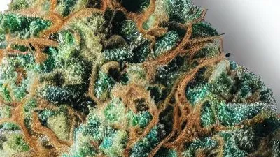 A Skittlez Cannabis bud from Ganjacy.com