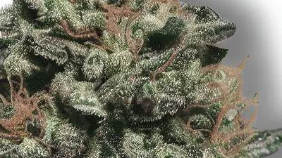 A Gorilla Cannabis bud from Ganjacy.com