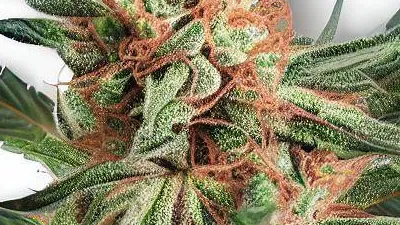 Picture of a Tropicana Cherry Cannabis bud from Ganjacy.com