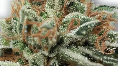 A Alien Runtz Cannabis bud from Ganjacy.com