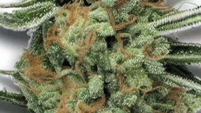 An Animal Runtz Cannabis bud from Big Bud Dispensary at Ganjacy.com