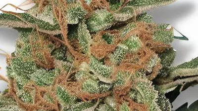 An Apple Jack Cannabis bud from Ganjacy.com