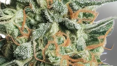 A Blow Pop Cannabis bud from Ganjacy.com