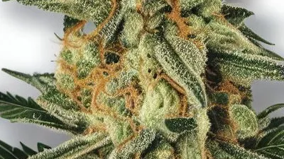 A Cali Gold Cannabis bud from Ganjacy.com