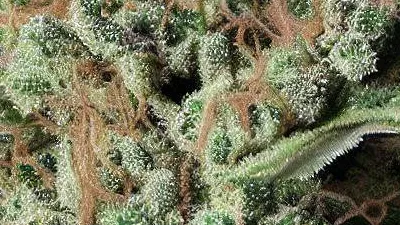 A Candy Dream Cannabis bud from Ganjacy.com