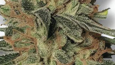 A Cheetah Piss Cannabis bud from Ganjacy.com