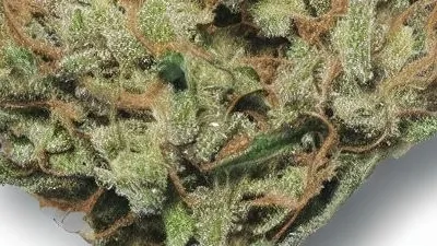 A Cookie Stomper Cannabis bud from Ganjacy.com
