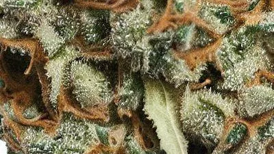 A Critical + Cannabis bud from Ganjacy.com