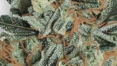 A Designer Runtz Cannabis bud from Ganjacy.com
