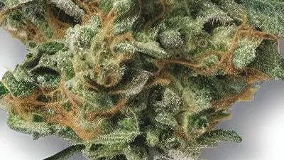 A Donkey Butter Cannabis bud from Ganjacy.com