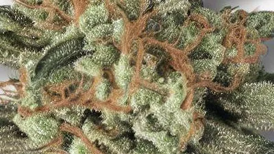 An End Game Cannabis bud from Ganjacy.com