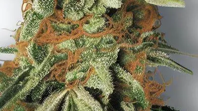 A Forbidden Fruit Cannabis bud from Ganjacy.com
