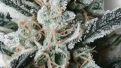 A Frozen Cookies Cannabis bud from Ganjacy.com
