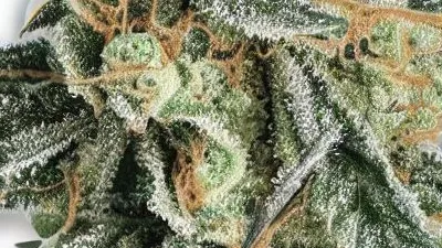 A GG4 Cannabis bud from Ganjacy.com