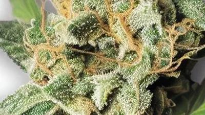 A Gas Basket Cannabis bud from Ganjacy.com