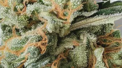 A Gelato Cannabis bud from Ganjacy.com