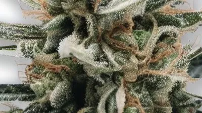 A Ghost Dream Cannabis bud from Ganjacy.com