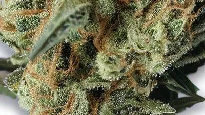 A Goudaberry Cannabis bud from Ganjacy.com