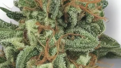 A Grease Monkey Cannabis bud from Ganjacy.com