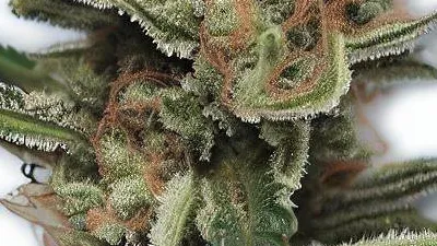 A Jungle Lava Cannabis bud from Ganjacy.com