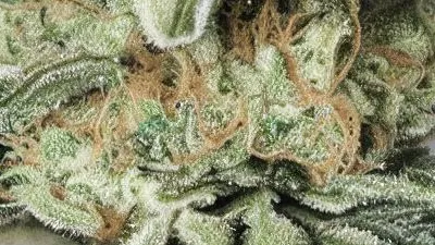A Lemon Shining Silver Haze Cannabis bud from Ganjacy.com