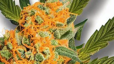 A Mandarine Sunset Cannabis bud from Ganjacy.com