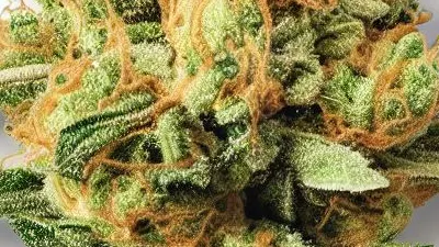 A Mango Tango Cannabis bud from Ganjacy.com
