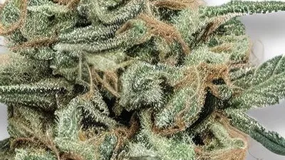 A Mendo Breathe Cannabis bud from Ganjacy.com