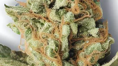 A Mendocino Cannabis bud from Ganjacy.com