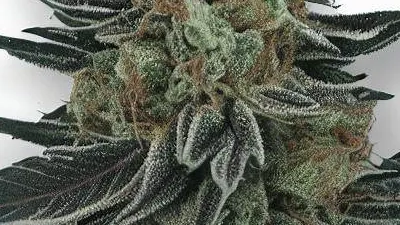 A Midnight Kush Cannabis bud from Ganjacy.com