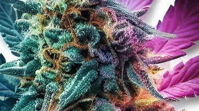 Nebula cannabis bud at Ganjacy.com
