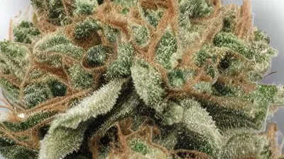 An Old School Haze Cannabis bud from Ganjacy.com