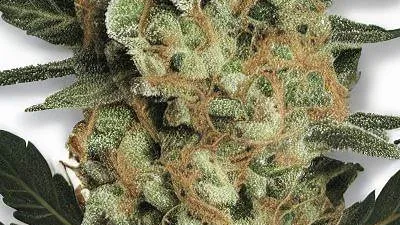 An Oreoz Cannabis bud from Ganjacy.com