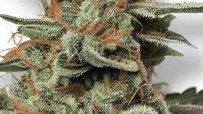 A Peyote Gorilla Cannabis bud from Ganjacy.com