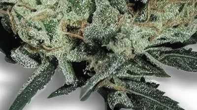 A Platinum OG Cannabis bud from Ganjacy.com