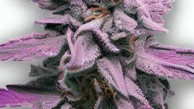 Purple Pineapple cannabis bud from Smokers cannabis resort Pattaya on Ganjacy.com